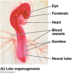 Late organogenesis: labeled chick embryo
