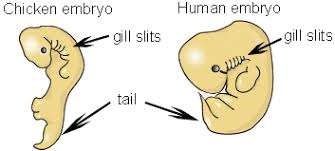 Comparison of chicken and human embryos showing gill slits and tails