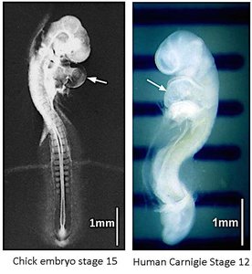 Chick and human embryo comparison at similar stages
