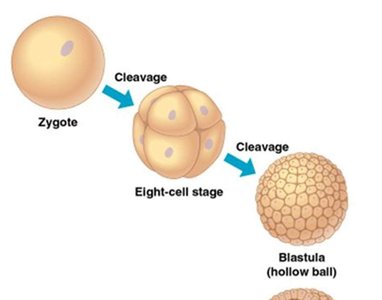 Stages from zygote to blastula