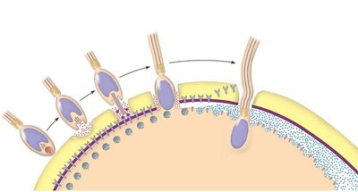Acrosomal reaction during fertilization