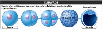 Cleavage stages from zygote to blastula