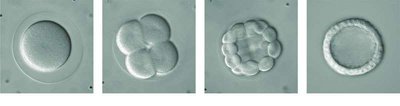 Photomicrographs of cleavage stages