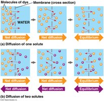 Diffusion of two solutes across a membrane