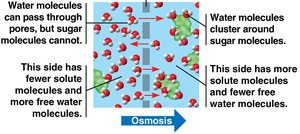 Osmosis diagram showing water movement
