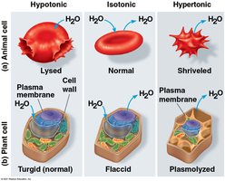 Effects of hypotonic, isotonic, and hypertonic solutions on animal and plant cells