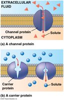 Channel and carrier proteins facilitating diffusion