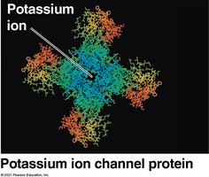 Potassium ion channel protein structure