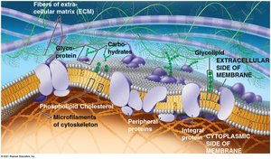 Diagram of membrane structure showing phospholipids, proteins, and carbohydrates