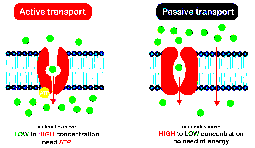 Active vs passive transport diagram
