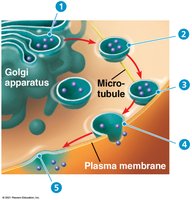 Exocytosis process diagram