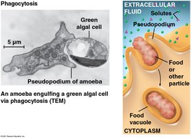 Phagocytosis diagram