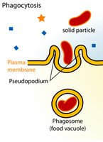 Pinocytosis diagram
