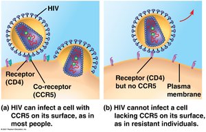 HIV infection mechanism involving CD4 and CCR5 receptors