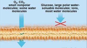 Permeability of lipid bilayer to different molecules
