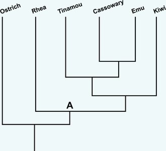 Phylogenetic tree of flightless birds