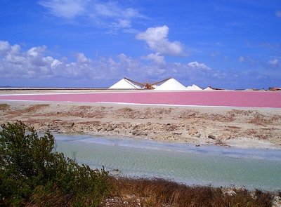 Halophiles in salt ponds