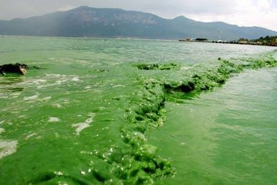 Cyanobacterial bloom in water