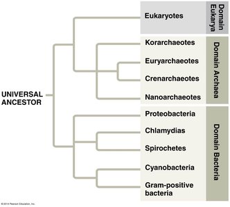 Phylogenetic tree showing evolutionary relationships among domains