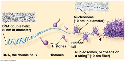 Histones and DNA structure