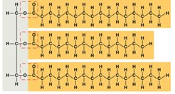 Structure of a lipid (triglyceride)