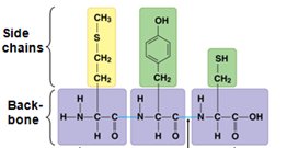 Structure of a polypeptide with side chains