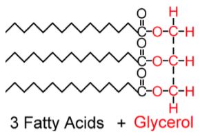 Structure of a triglyceride: 3 fatty acids + glycerol