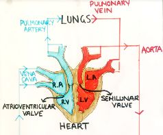 Diagram of the heart showing chambers, valves, and major vessels
