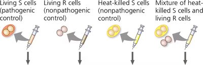 Griffith's transformation experiment with S and R cells and mouse outcomes