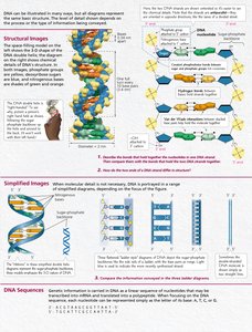 Visual representations of DNA structure, including double helix and base pairing