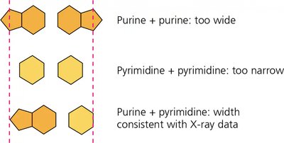 Possible base pairings in the DNA double helix: purine-purine, pyrimidine-pyrimidine, purine-pyrimidine