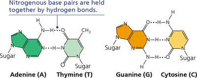 Base pairing in DNA: A-T and G-C pairs with hydrogen bonds