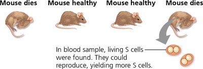 Results of Griffith's transformation experiment showing mouse health outcomes