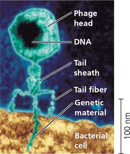 Electron micrograph of a bacteriophage attached to a bacterial cell