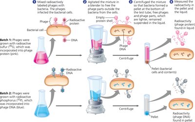 Diagram of the Hershey-Chase experiment with radioactive labeling of phage DNA and protein