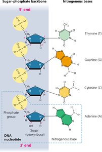 Structure of a DNA strand showing sugar-phosphate backbone and nitrogenous bases
