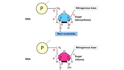 Comparison of DNA and RNA nucleotide structure