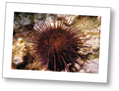 Photograph of a sea urchin, one organism studied by Chargaff