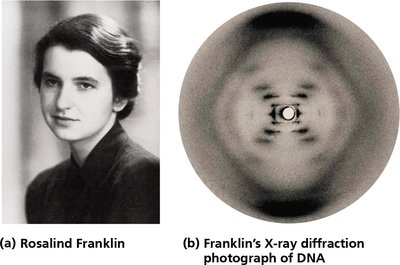 Rosalind Franklin and her X-ray diffraction photograph of DNA