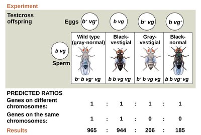 Testcross results for linked genes