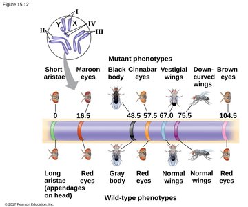 Partial genetic (linkage) map of a Drosophila chromosome