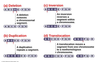 Alterations of chromosome structure: deletion, duplication, inversion, translocation