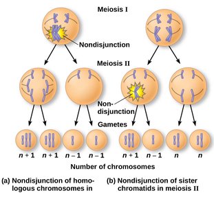Meiotic nondisjunction