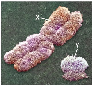 Human X and Y chromosomes