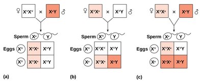 Transmission of X-linked recessive traits