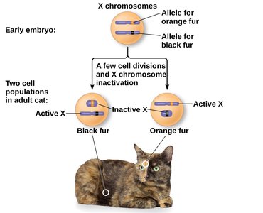 X inactivation and the tortoiseshell cat