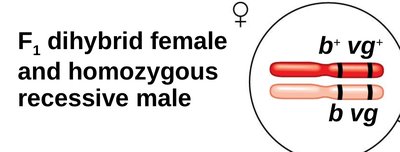 Linked genes notation