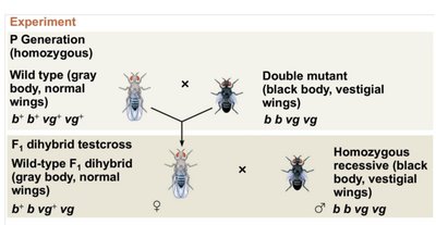 Morgan's experiment: body color and wing size