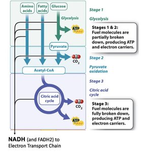 Stages of cellular respiration and electron carriers