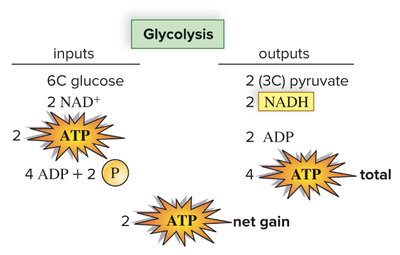 Glycolysis inputs and outputs